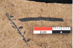 Foto (Detailansicht) von Pinus palaeostrobus Ettingshausen (NHMW-GEO-2024-0188-8264)